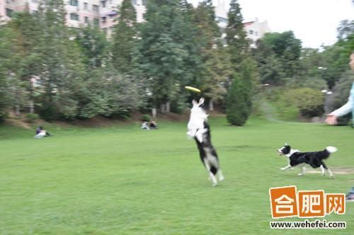 Long braid girl trained her dogs